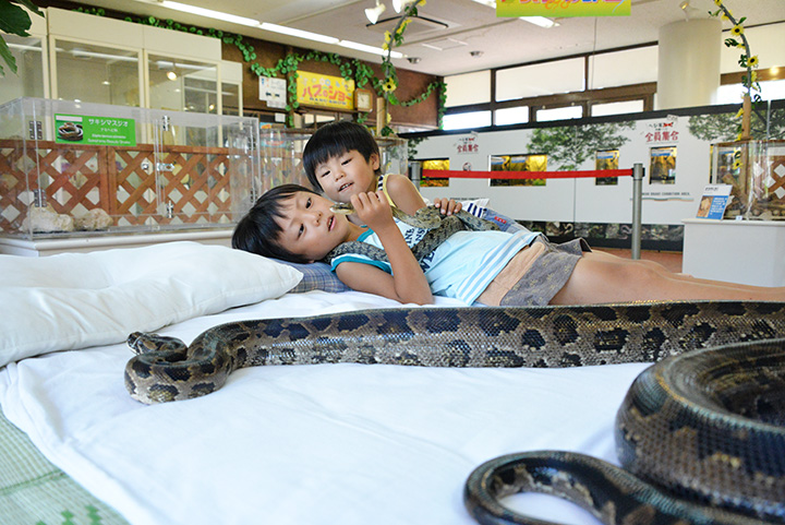 おきなわワールドハブ博物館では、ハブたち戯れることができます