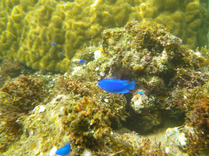 中の島ビーチの水中世界