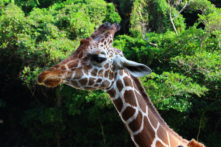 ネイチャーランドのキリン