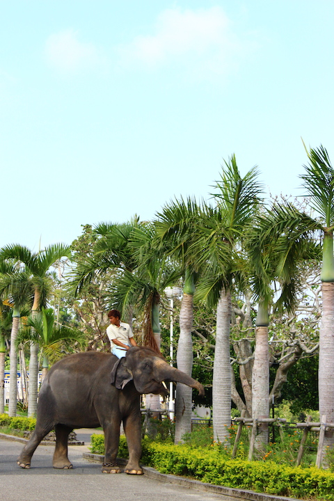 ネイチャーランドのぞう
