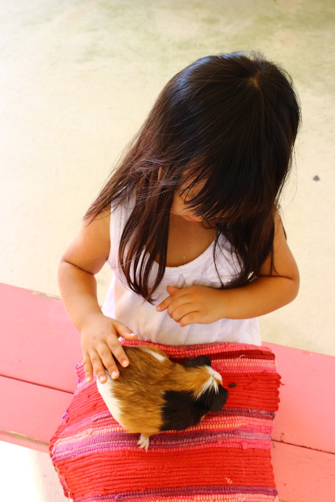 モルモットと触れ合う子ども