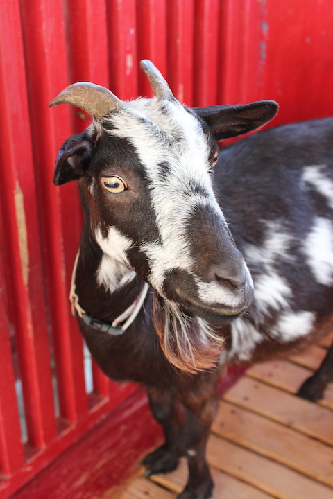ネイチャーランドのヤギ