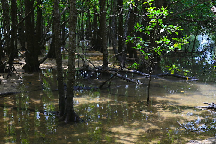 石垣島「宮良川のヒルギ林」