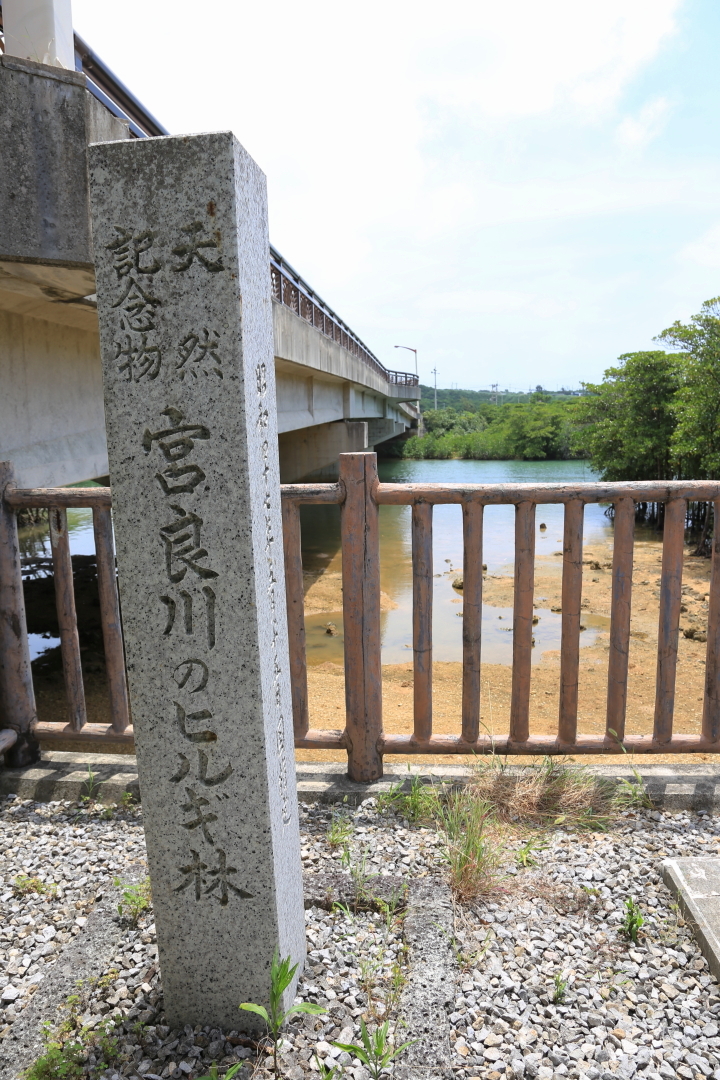 宮良川のヒルギ林