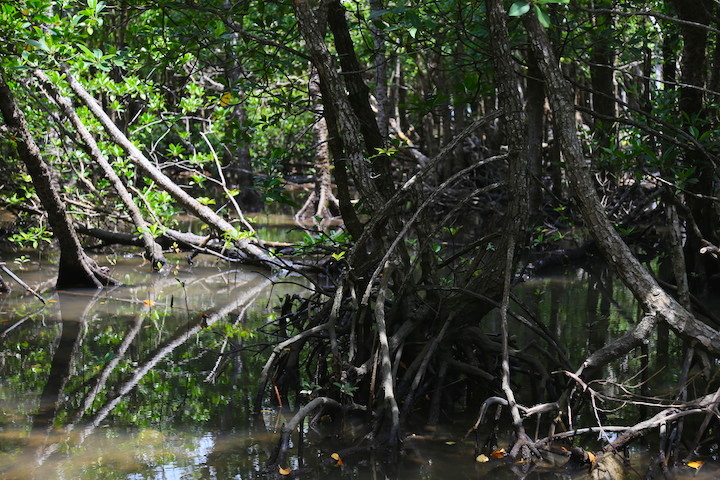 宮良川のヒルギ林