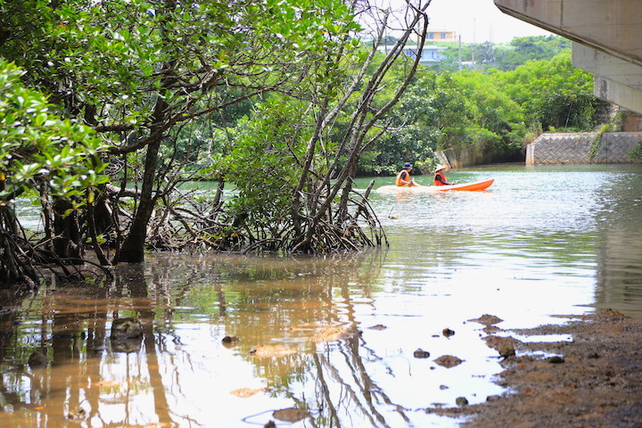石垣島「宮良川のヒルギ林」のマングローブ林