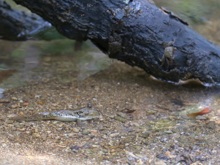 ミナミトビハゼ