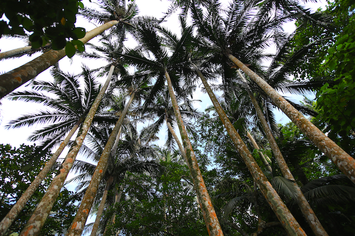 米原のヤエヤマヤシ群落