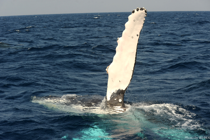 ザトウクジラのむなびれ