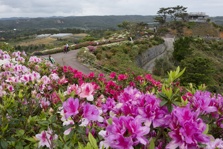 東村村民の森つつじ園