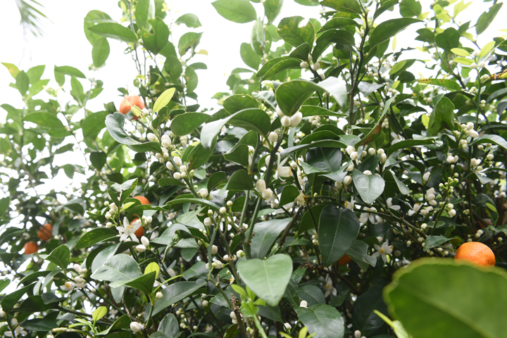 シークヮーサーの花