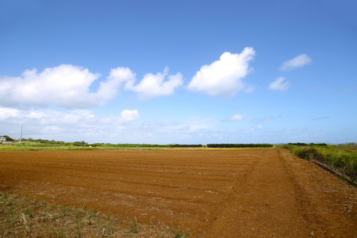 津堅島の人参畑です