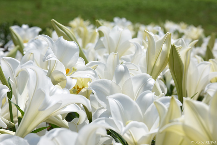 テッポウユリの花