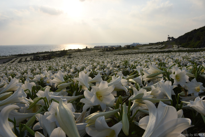 テッポウユリの花