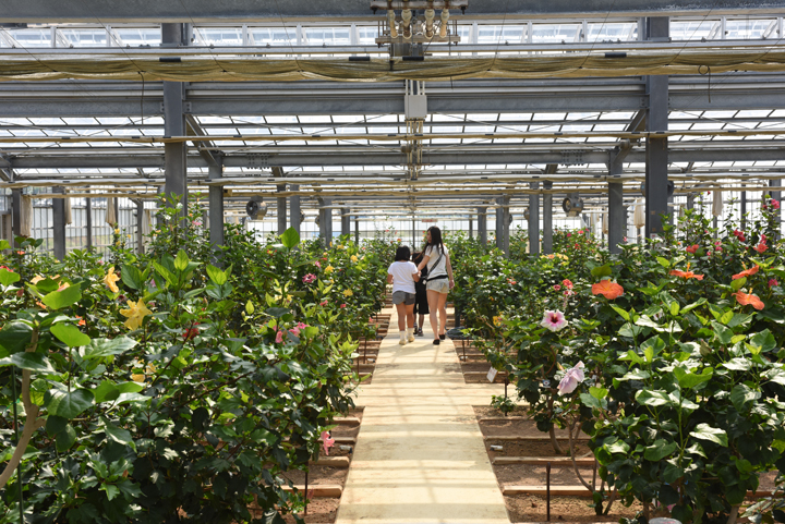 伊江島ハイビスカス園