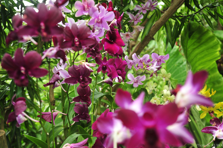 ビオスの丘の花