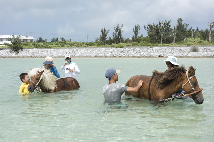 馬にまたがる前に、海水で洗ってあげましょう