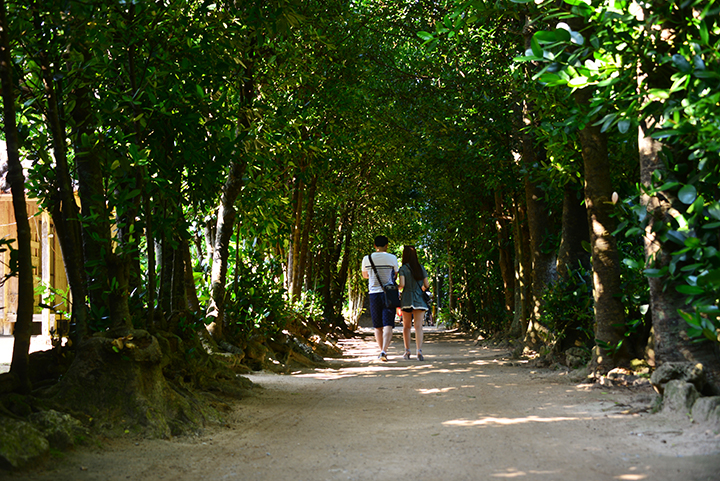 備瀬のフクギ並木