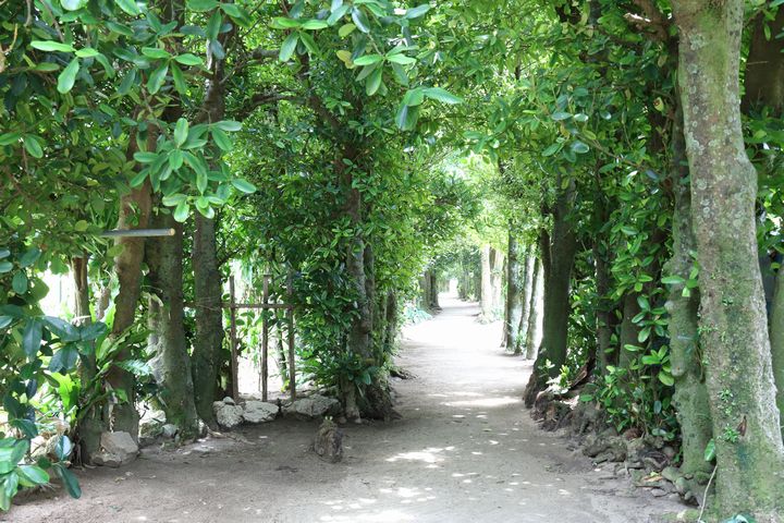 備瀬のフクギ並木道