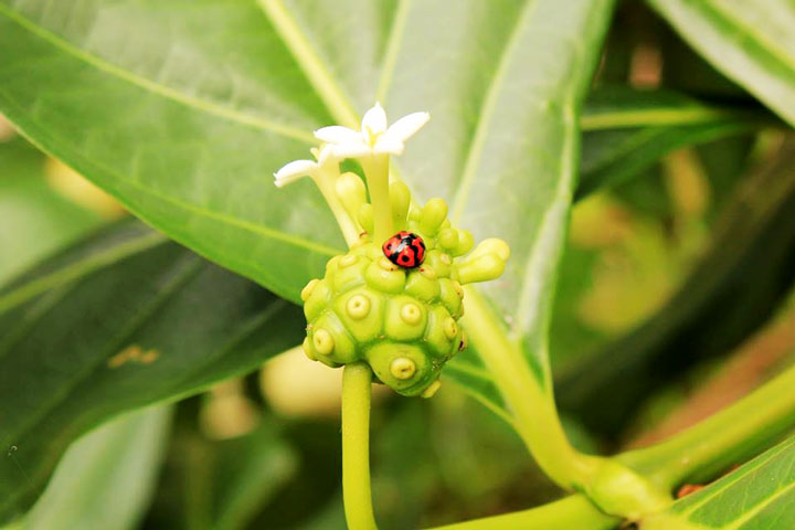 ノニの花