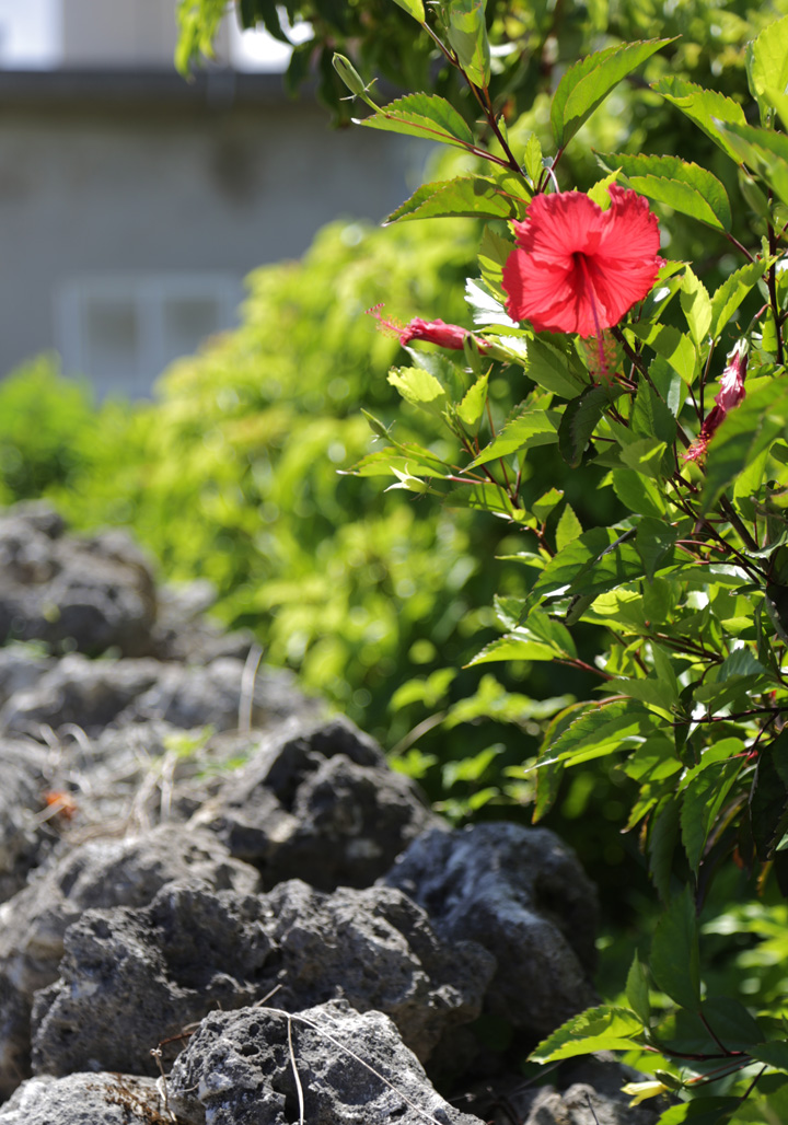 ハイビスカス
