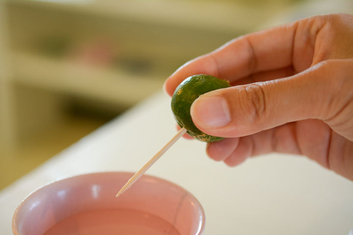 シークヮーサー