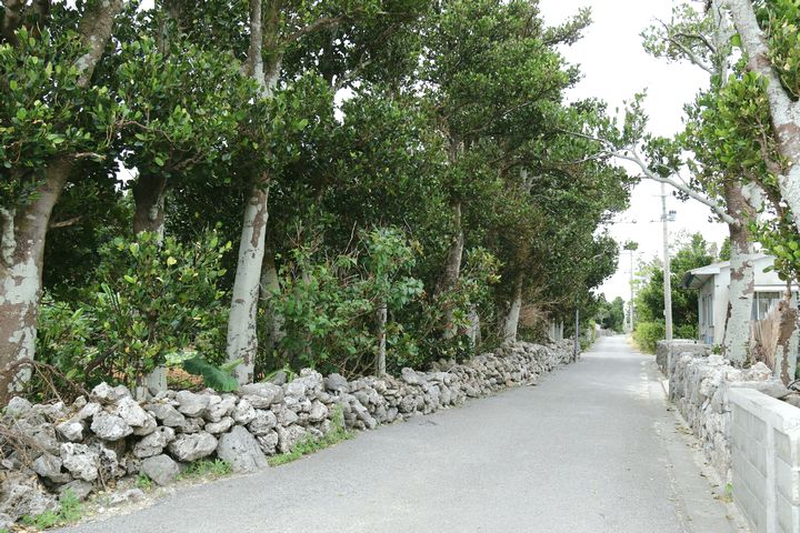 フクギ並木にサンゴの石垣
