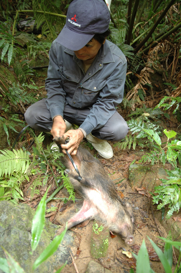 掛かっていたのは小さなイノシシ