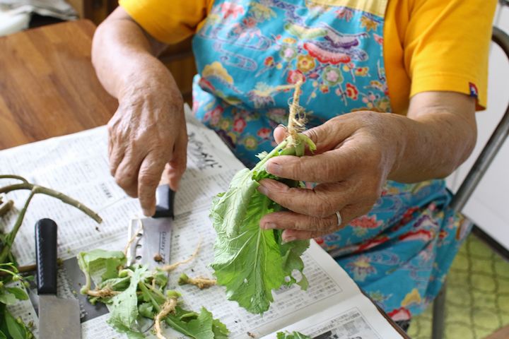 カラシナは根元を切って