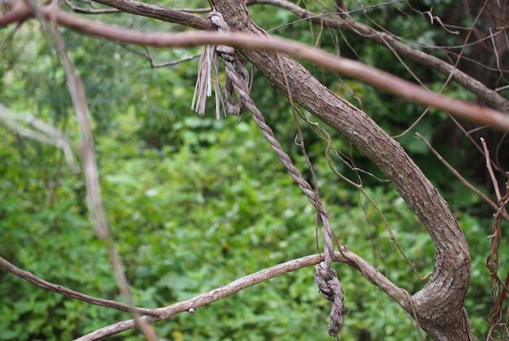 木の枝には、去年お供えした時の縄がまだ残っていました。