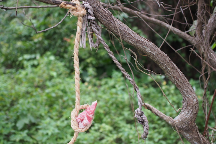 藁なわで結んだ牛の骨付き肉