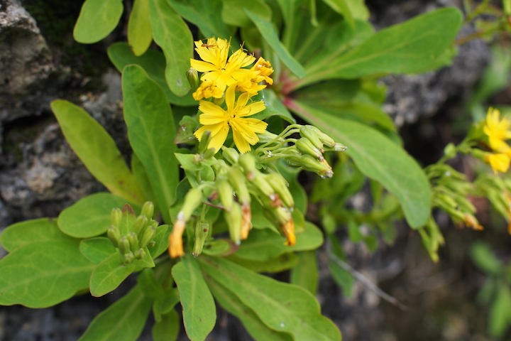 島野菜のニガナ(ンジャナ)