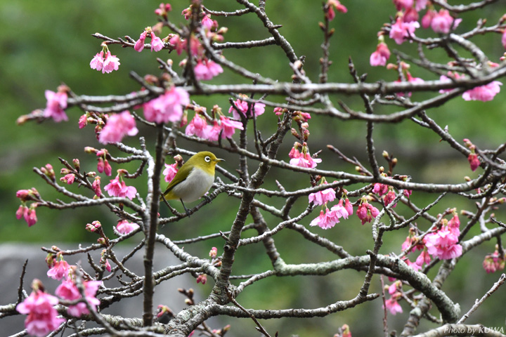 カンヒザクラ（寒緋桜）とメジロ
