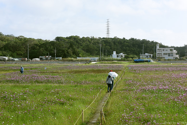 コスモス畑