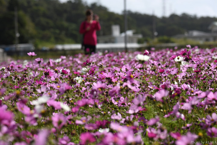 コスモス畑