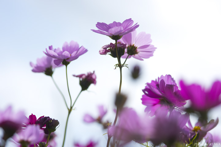 コスモス