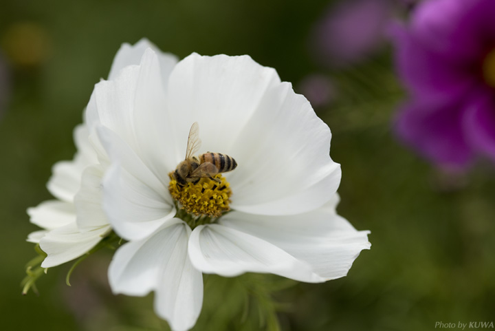コスモスと蜂