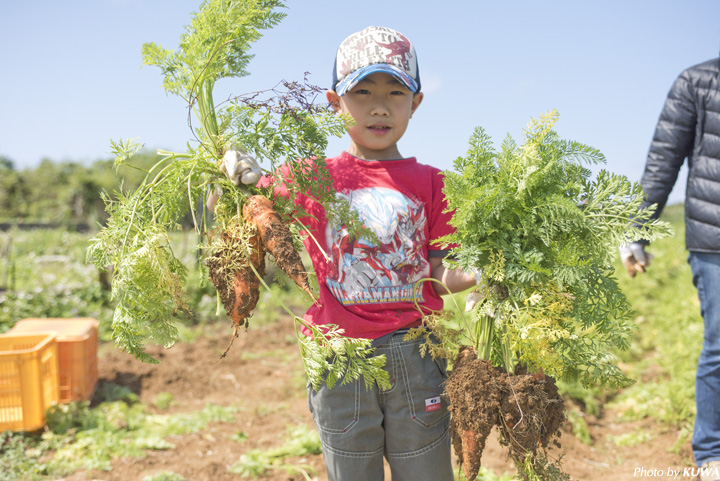 ニンジン畑での収穫体験