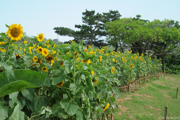 ヒマワリ畑