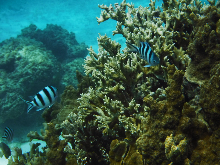 魚と珊瑚