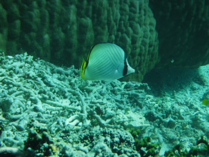チョウチョウウオ