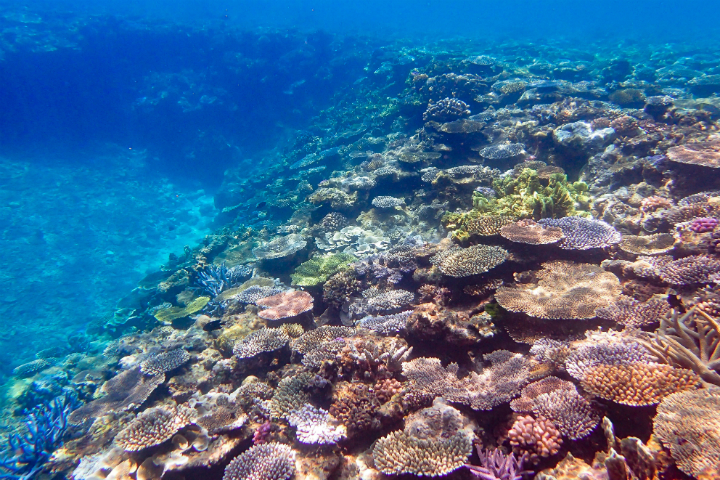 サンゴ礁