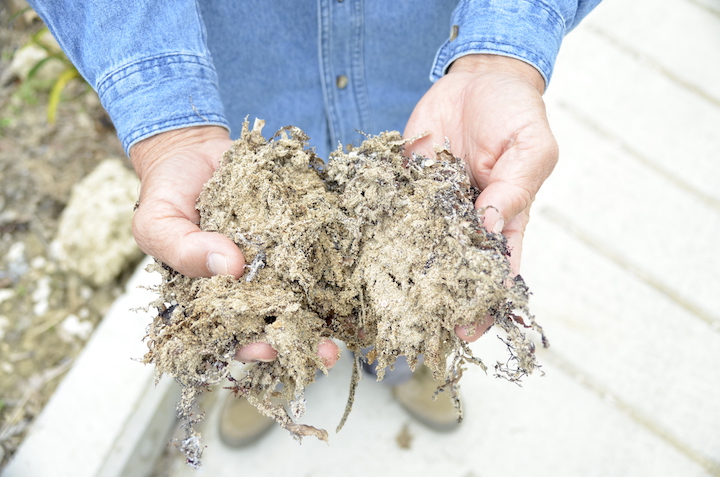 手のひらにあるのは浜から拾ってきた海草。