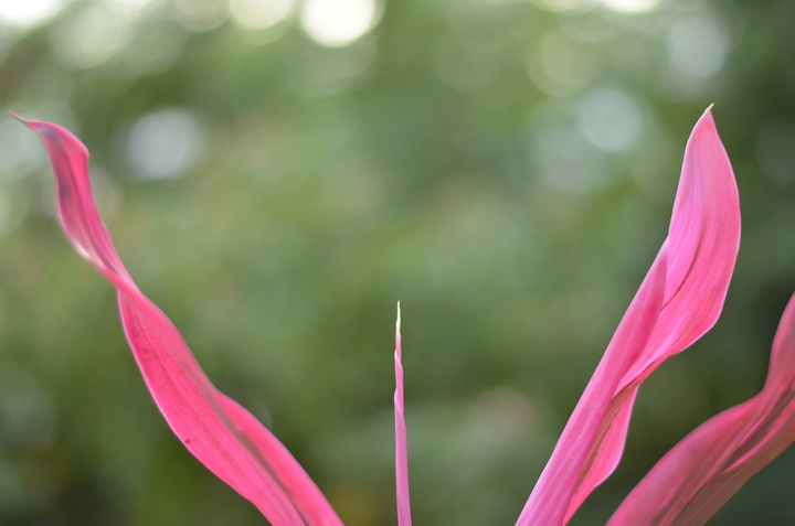 ドラセナのレッドピンクの葉