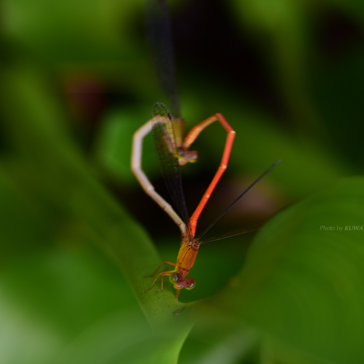 ハート形に番うトンボのカップル
