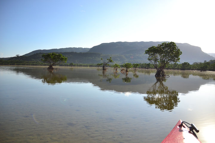 泳ぐ魚やマングローブ