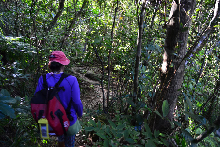 ジャングルのなかの山道を歩いていきます