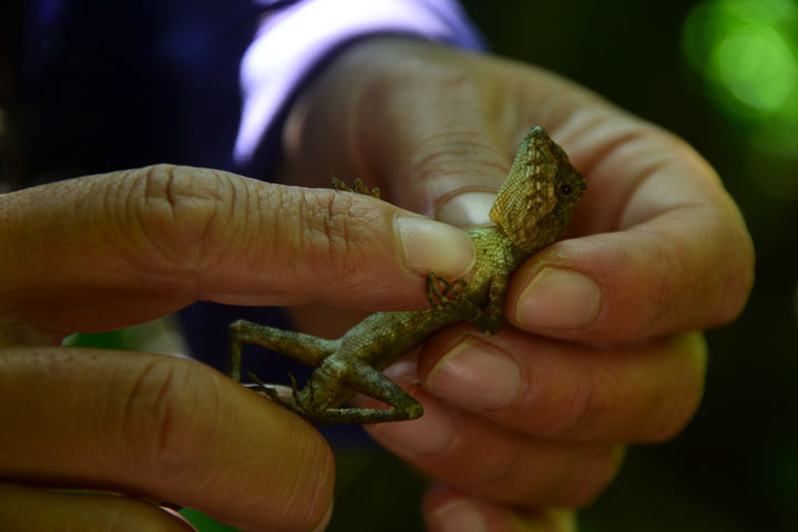 キノボリトカゲのお腹をさする