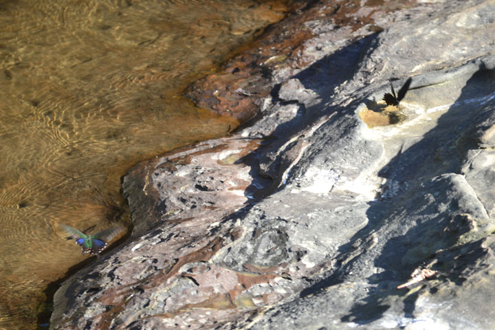 蝶も飛び交っています