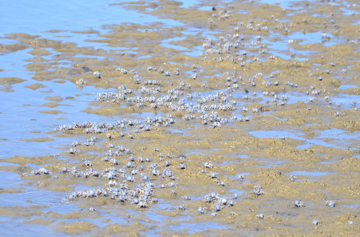 ミナミコメツキガニの集団